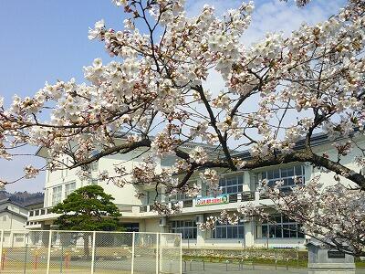 桜と校舎